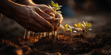 a person planting a small plant