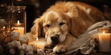 a dog lying on a pillow next to a candle