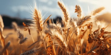 wheat plants in a field