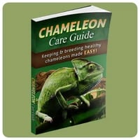 Chameleon Care Guide