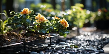 garden-bed-with-yellow-flowers